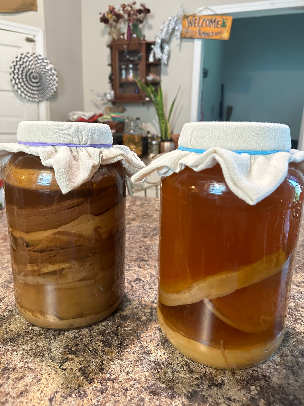 SCOBY