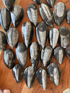 Real Orthoceras Fossil